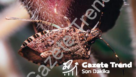Halıfleks Yıkama İle Ev Temizliği Artık Çok Kolay