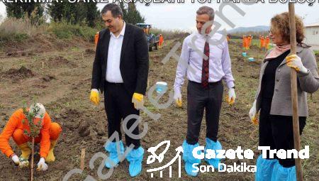 Dalaman Açık Cezaevi’nde Tarımsal Kalkınma: Sakız Ağaçları Toprakla Buluştu