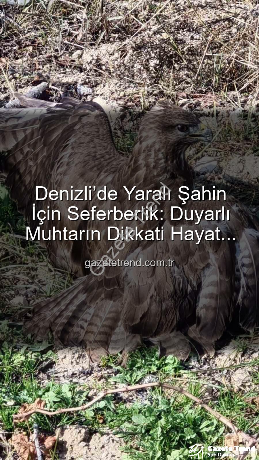 Denizli'de yaralı şahin - Denizli’de Yaralı Şahin İçin Seferberlik: Duyarlı Muhtarın Dikkati Hayat Kurtardı