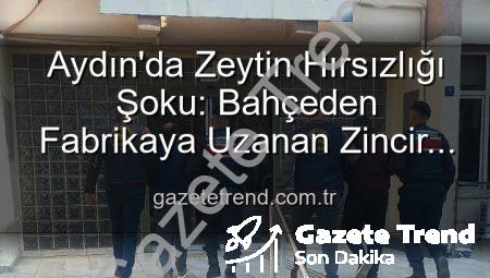 Aydın’da Zeytin Hırsızlığı Şoku: Bahçeden Fabrikaya Uzanan Zincir Çökertildi!