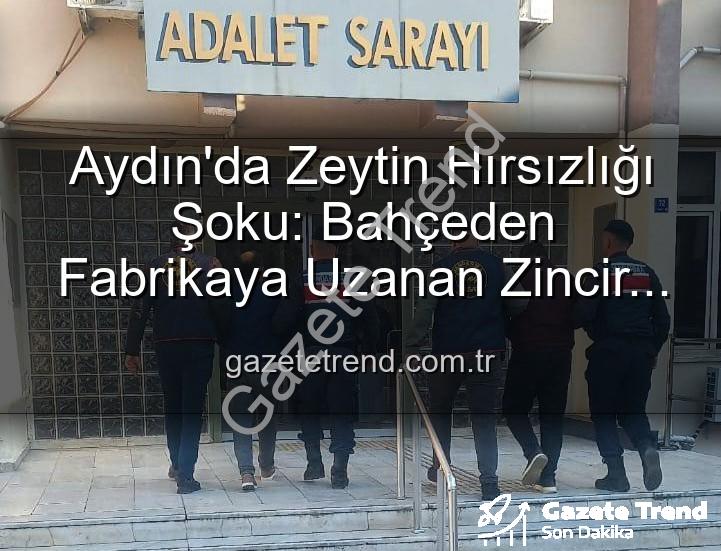 zeytin hırsızlığı - Aydın'da Zeytin Hırsızlığı Şoku: Bahçeden Fabrikaya Uzanan Zincir Çökertildi!