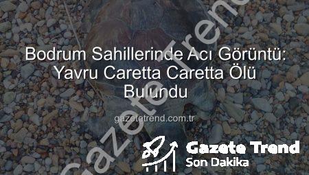 Bodrum Sahillerinde Acı Görüntü: Yavru Caretta Caretta Ölü Bulundu