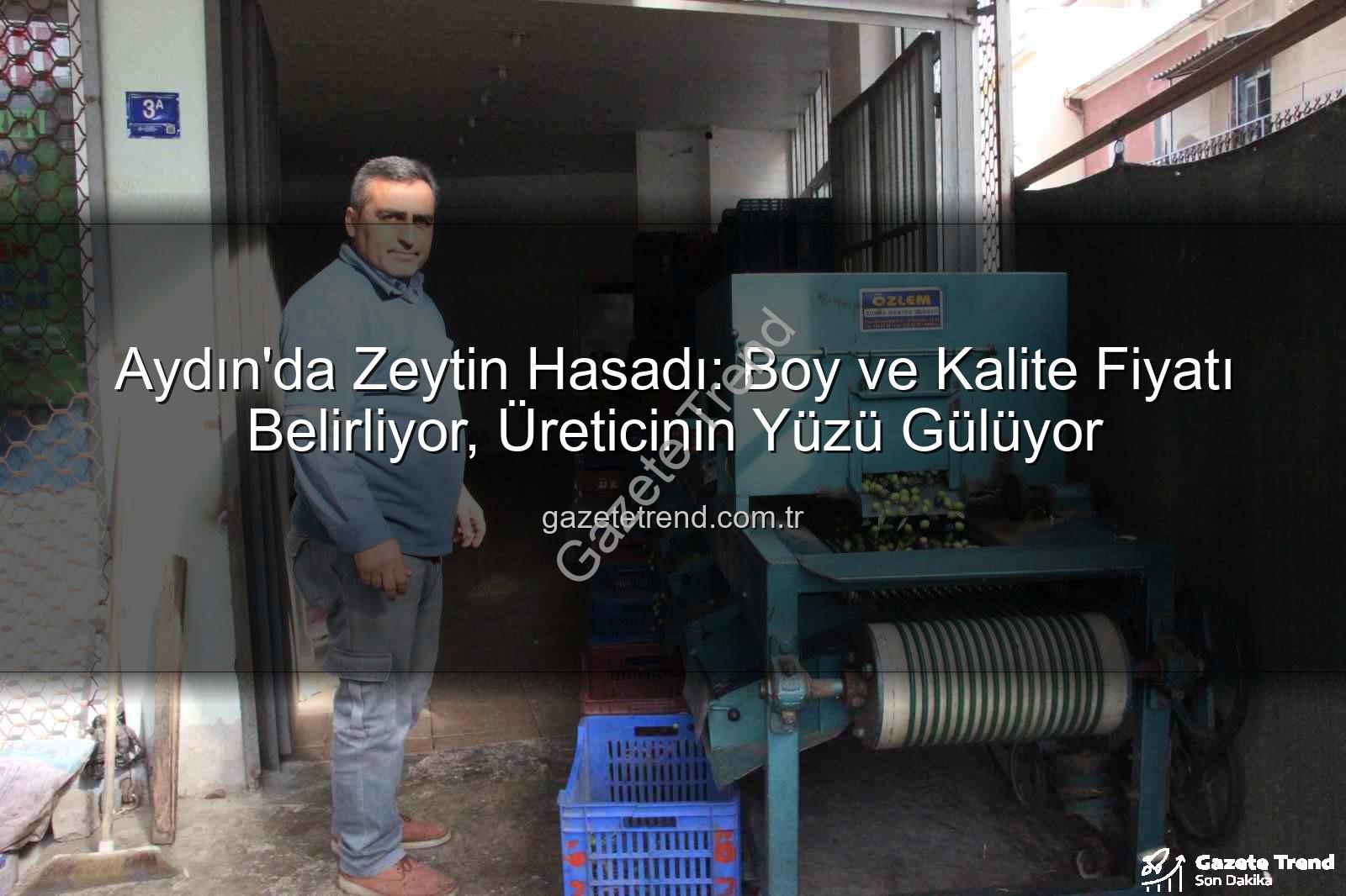 Aydın zeytin hasadı - Aydın'da Zeytin Hasadı: Boy ve Kalite Fiyatı Belirliyor, Üreticinin Yüzü Gülüyor