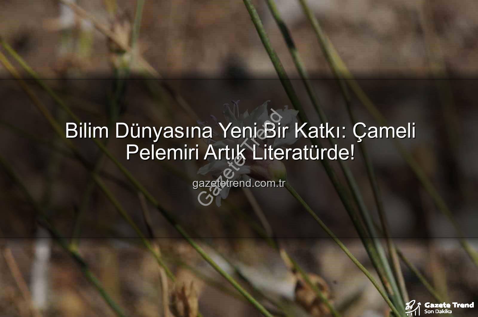 Çameli pelemiri - Bilim Dünyasına Yeni Bir Katkı: Çameli Pelemiri Artık Literatürde!