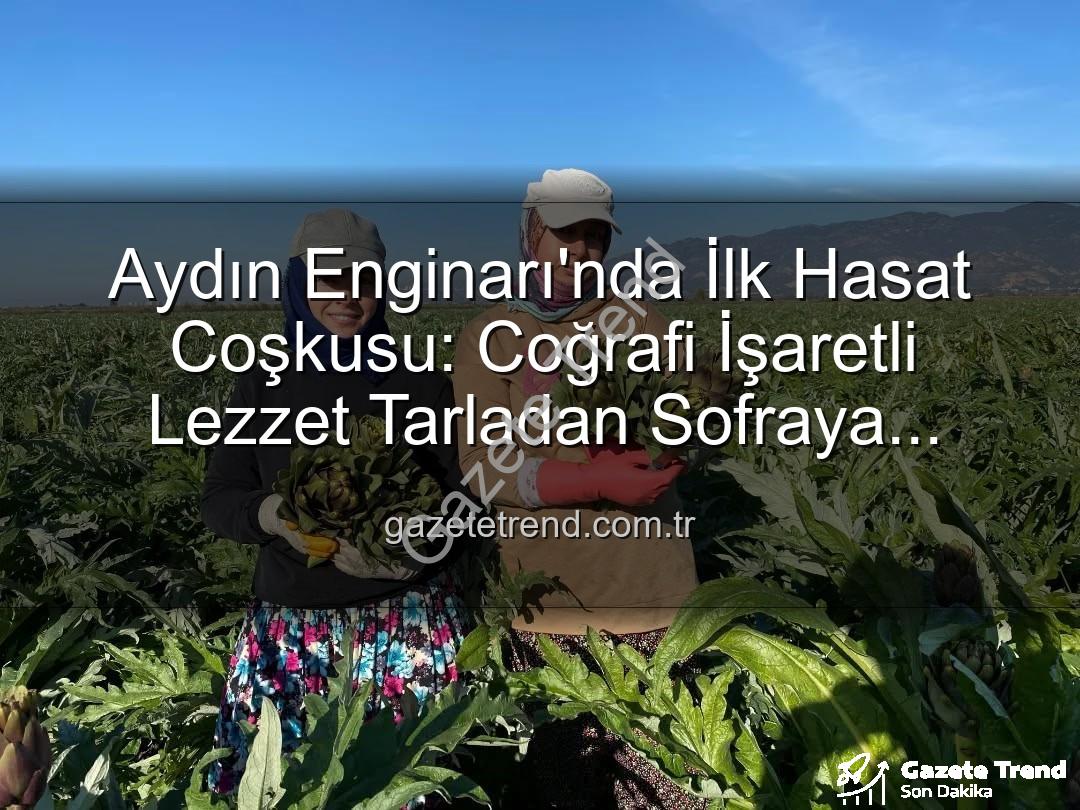 Aydın Enginarı - Aydın Enginarı'nda İlk Hasat Coşkusu: Coğrafi İşaretli Lezzet Tarladan Sofraya Yolculuğa Başladı