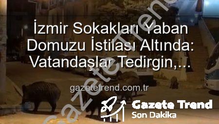 İzmir Sokakları Yaban Domuzu İstilası Altında: Vatandaşlar Tedirgin, Belediyeler Ne Yapacak?