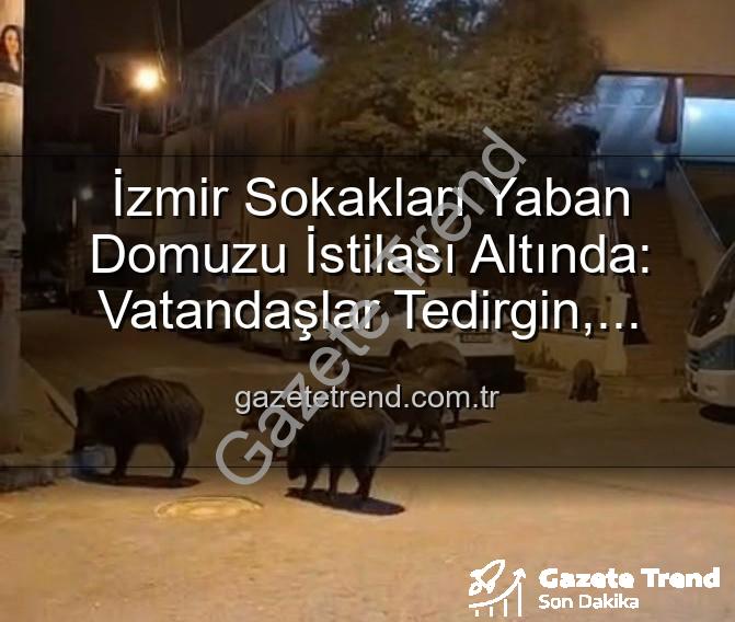 yaban domuzu izmir - İzmir Sokakları Yaban Domuzu İstilası Altında: Vatandaşlar Tedirgin, Belediyeler Ne Yapacak?